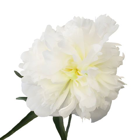 Bowl of Cream Peony Stem