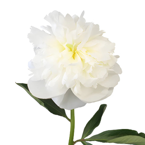 Bowl of Cream Peonies for April Delivery