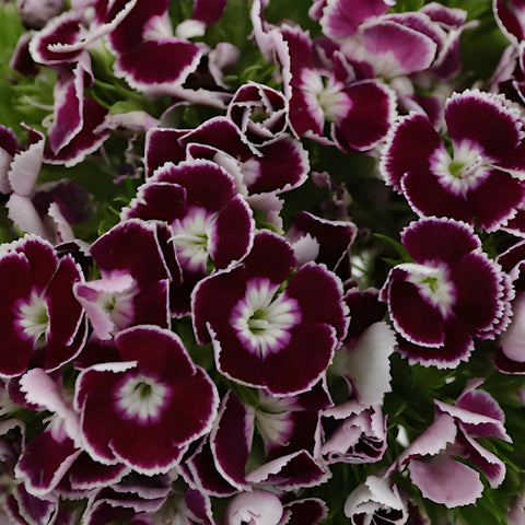 Bicolor Magenta and White Breanthus Dianthus Flowers