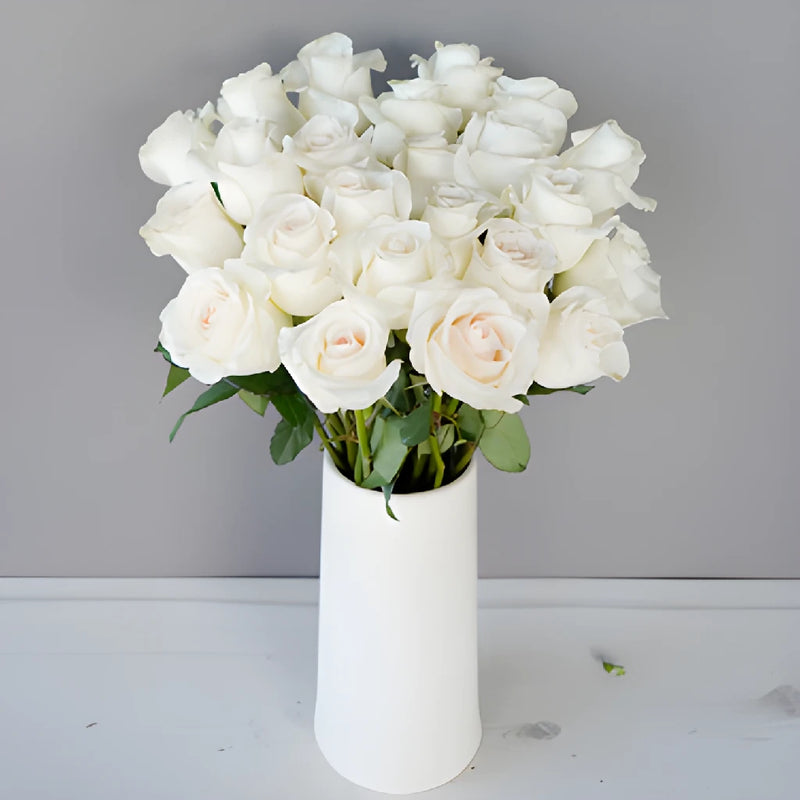 Blushing Bride Fresh Cut Rose