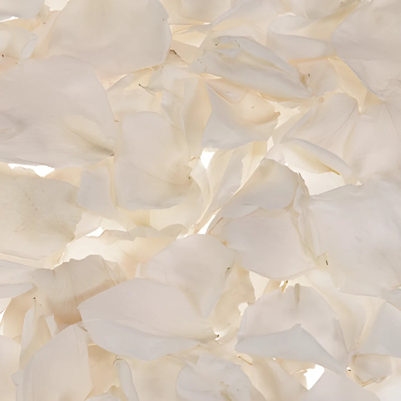 Ivory Dried Rose Petals