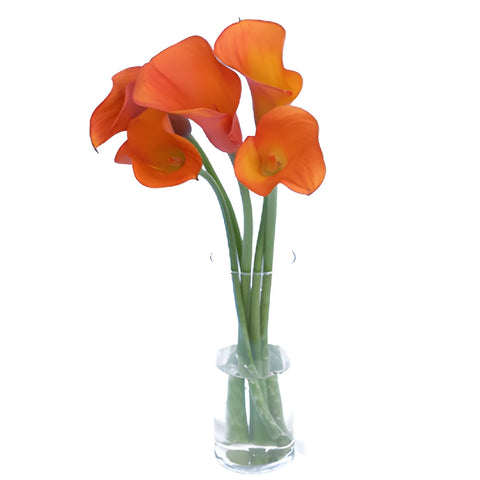 Mango Mini Calla Lily Flower