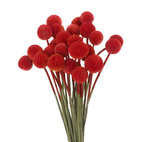 Red Craspedia Billy Balls
