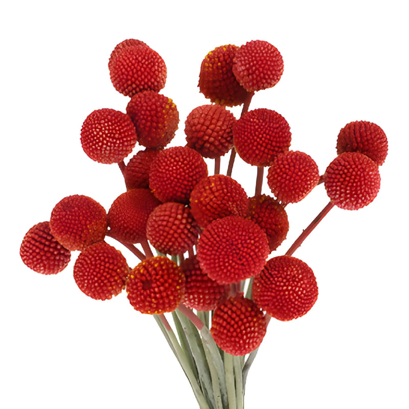 Red Craspedia Billy Balls