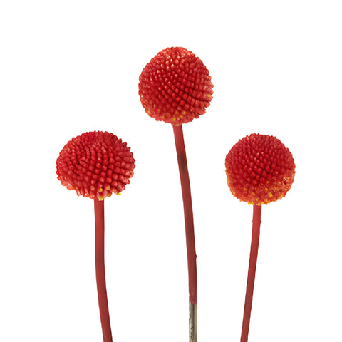 Red Craspedia Billy Balls