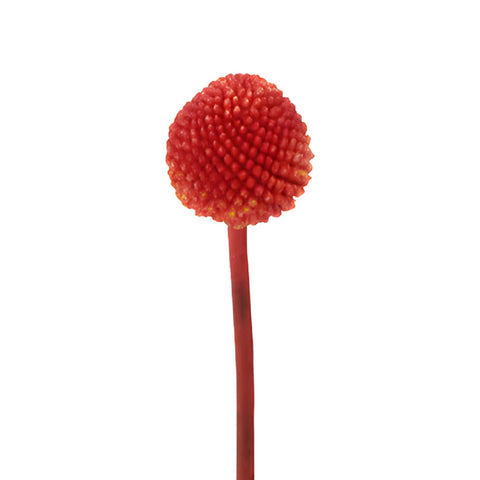 Red Craspedia Billy Balls