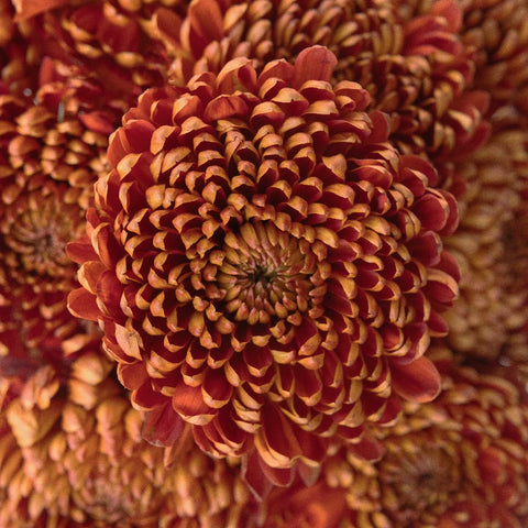 Bronze Football Mum Flower Close Up - Image