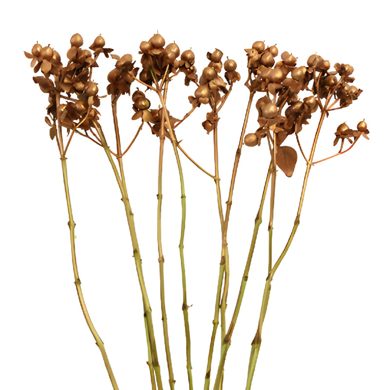 Bronze Hypericum Berries