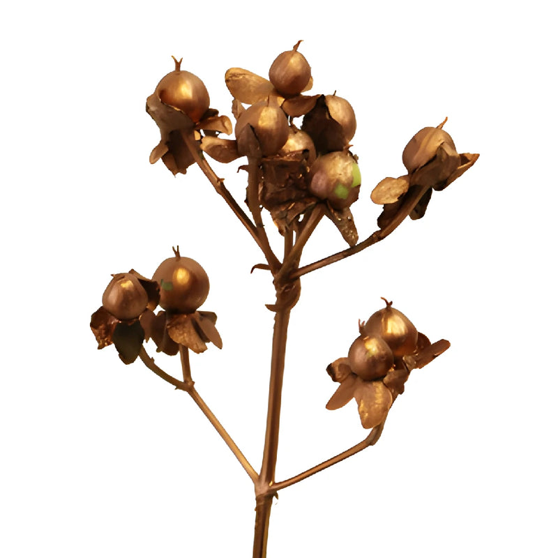 Bronze Hypericum Berries