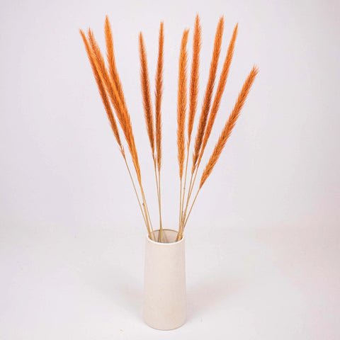 Brown Dried Pennisetum Flower Bunch in Vase