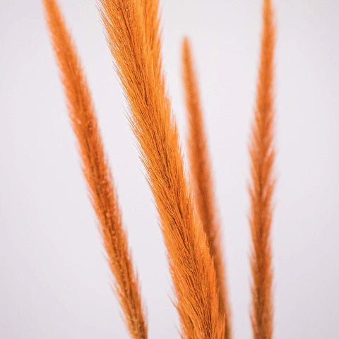 Brown Dried Pennisetum Flower Up Close