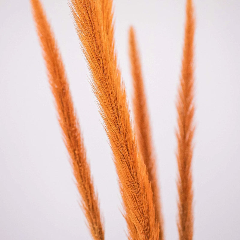 Brown Dried Pennisetum Flower Up Close