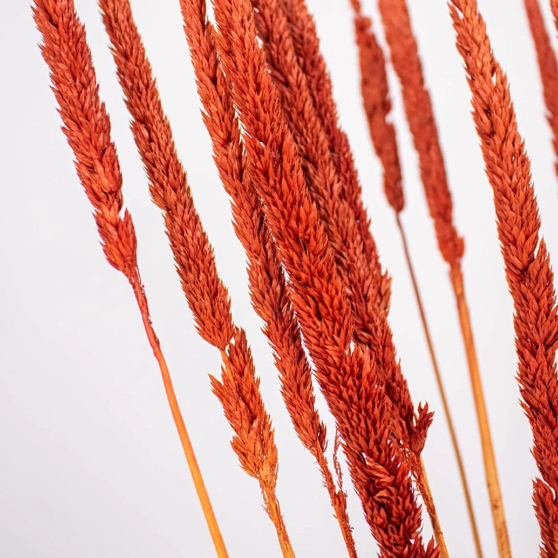 Brown Dried Thypa Grass Close Up - Image