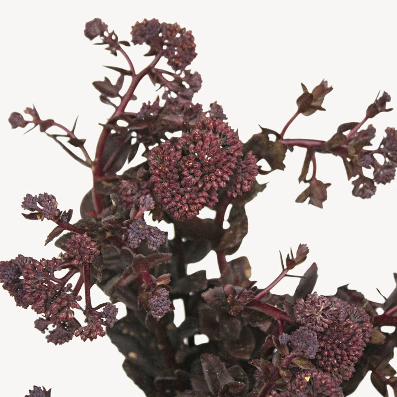 Brown Sedum Flower Up Close