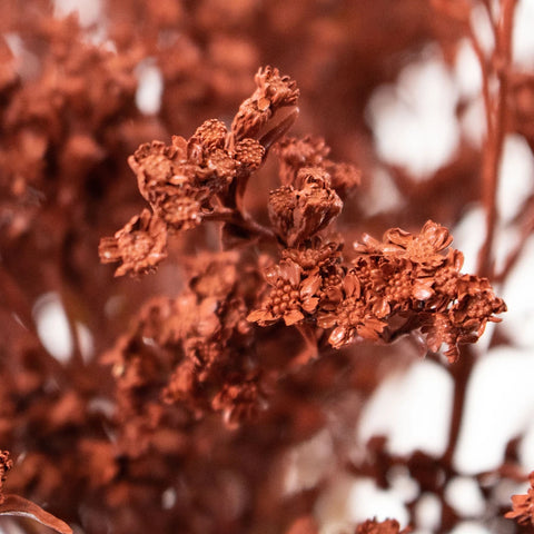 Brown Solidago Flower Up Close
