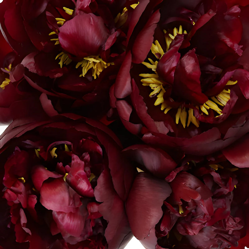 Buck Eye Belle Burgundy Peonies up close
