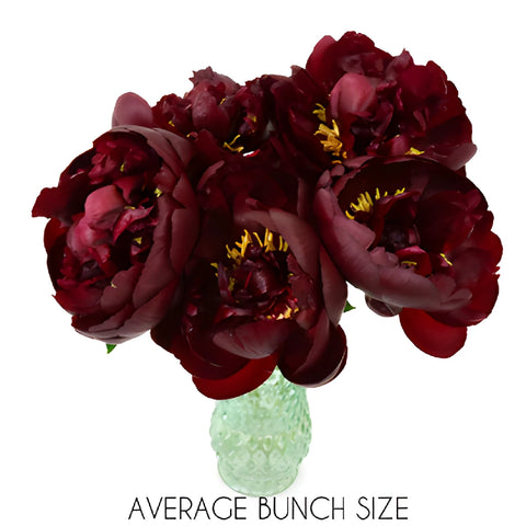 Buck Eye Belle Burgundy Peony in a vase