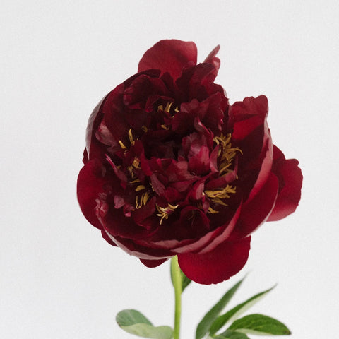 Buckeye Peonies Stem - Image