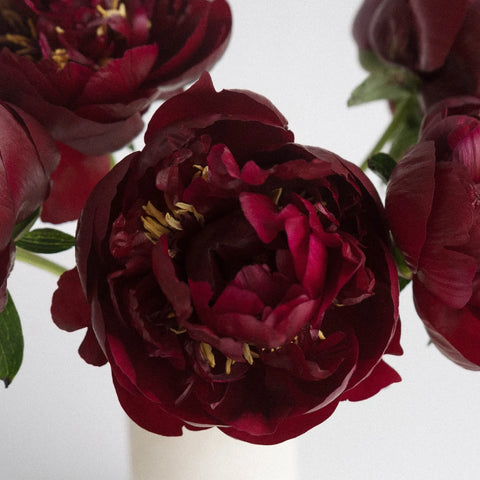 Buckeye Peonies - Image