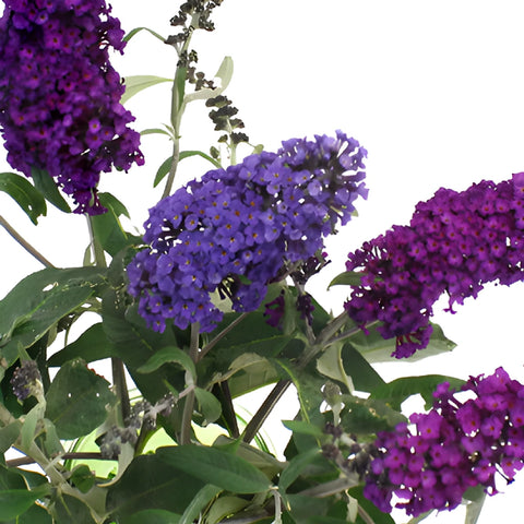 Purple Hues Butterfly Bush Buddleia Flowers