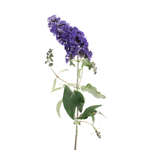 Purple Hues Butterfly Bush Buddleia Flowers
