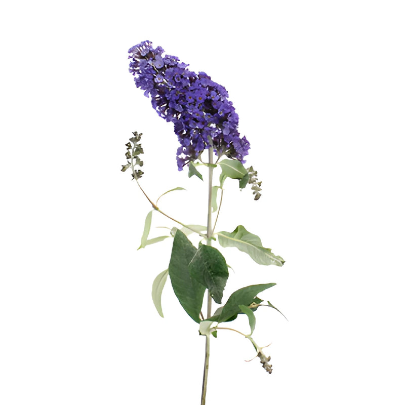 Purple Hues Butterfly Bush Buddleia Flowers