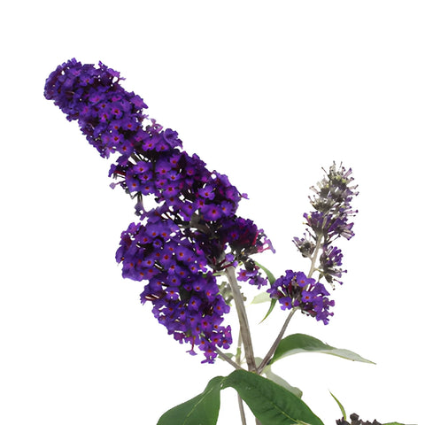 Purple Hues Butterfly Bush Buddleia Flowers