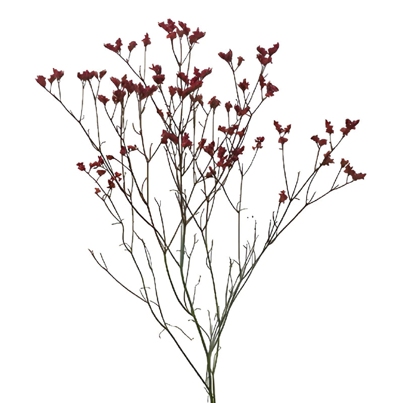 Cranberry Airbrushed Limonium Flowers