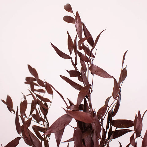 Burgundy Dried Ruscus Greens Up Close