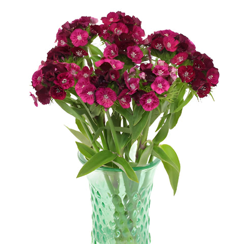 Burgundy Bohemian Dianthus Flowers