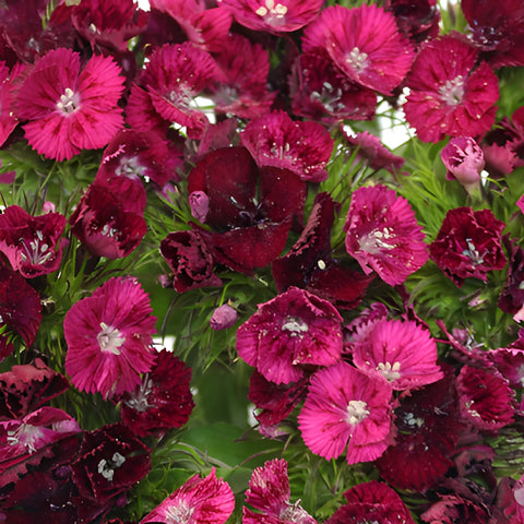 Burgundy Bohemian Dianthus Flowers