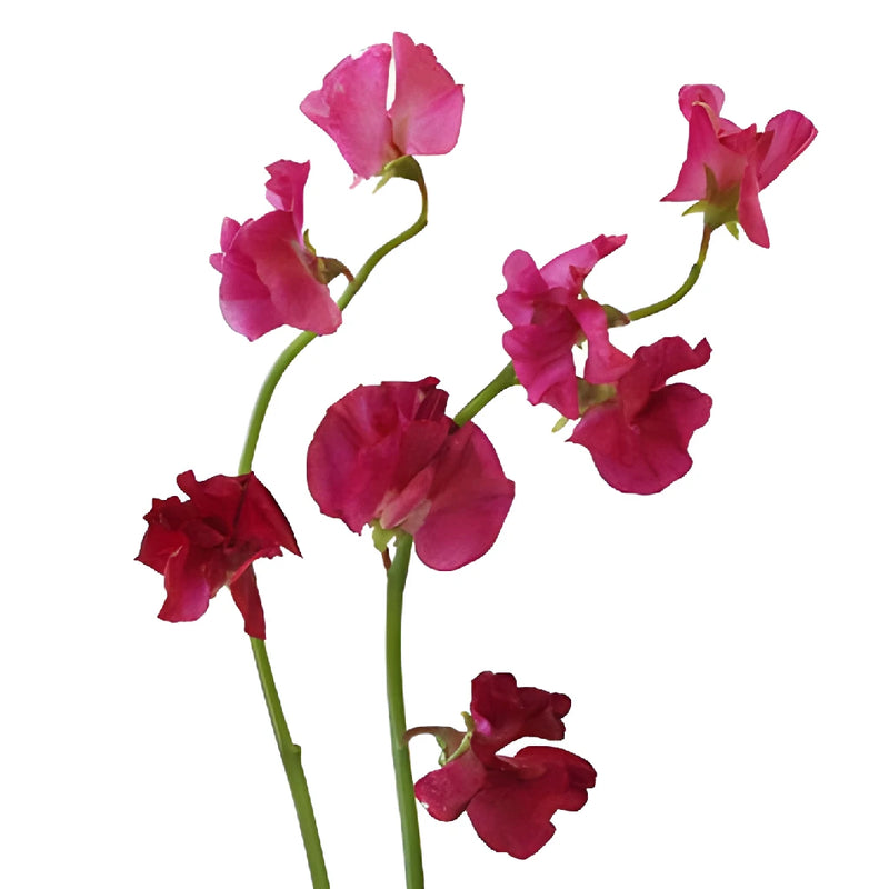 Dark Pink Japanese Sweet Pea Flowers