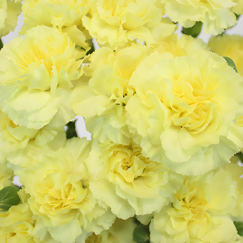 Butter Yellow Mini Wholesale Carnations Up close