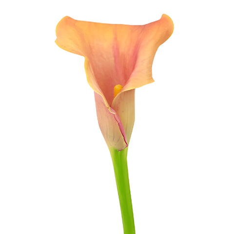 Hot Shot Orange Calla Lily Flower