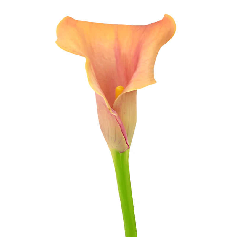 Hot Shot Orange Calla Lily Flower