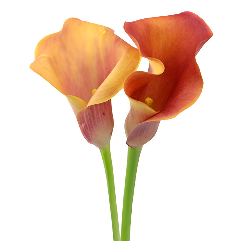Hot Shot Orange Calla Lily Flower
