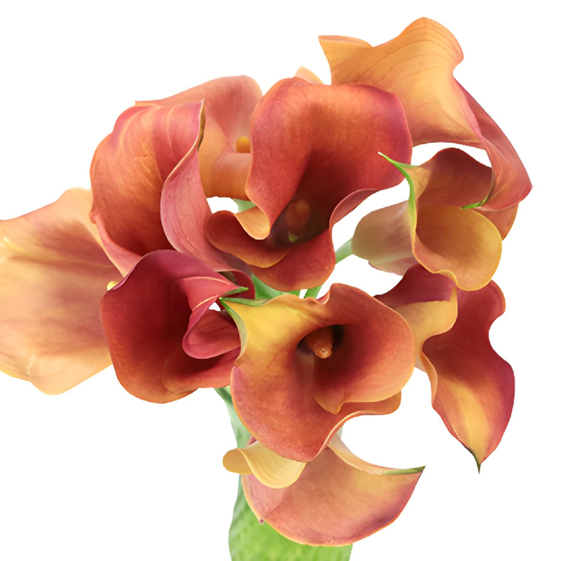 Hot Shot Orange Calla Lily Flower