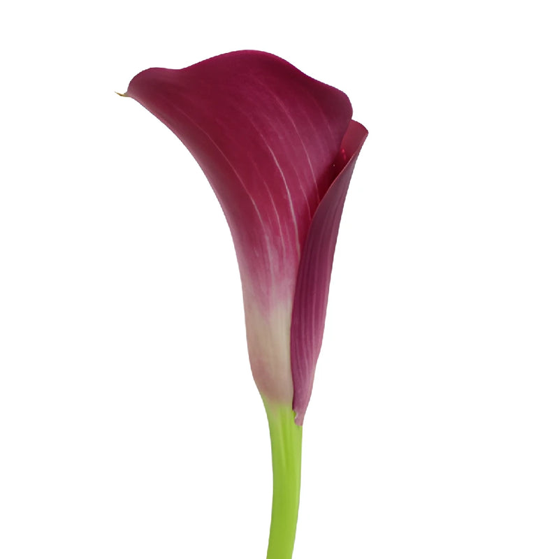 Purpleberry Mini Calla Lily Flower
