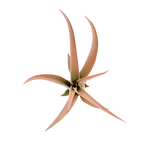 Enhanced Peach Capitata Air Plants