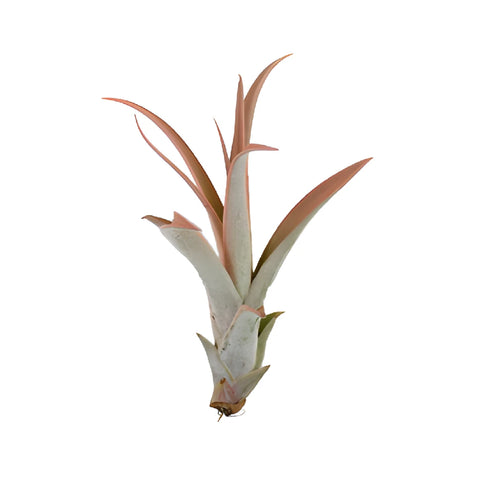 Enhanced Peach Capitata Air Plants