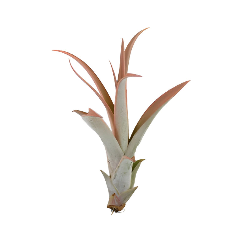 Enhanced Peach Capitata Air Plants