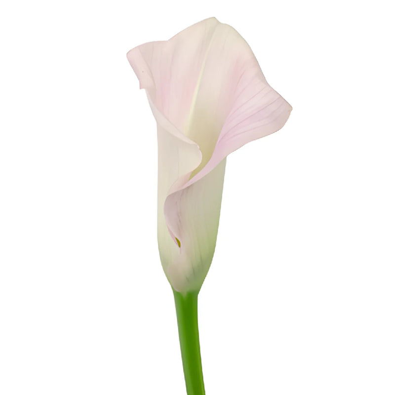 Ivory Pink Mini Calla Lily Flower