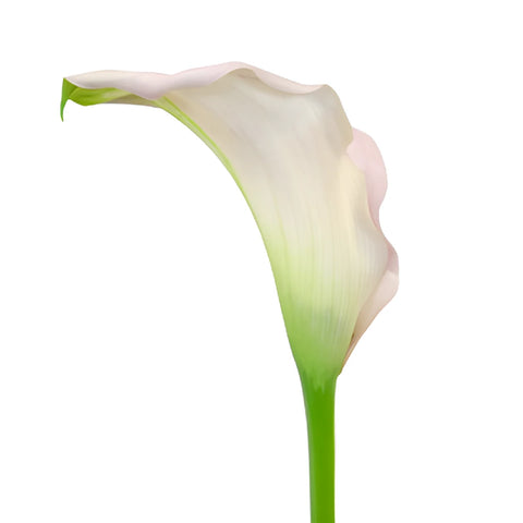 Ivory Pink Mini Calla Lily Flower