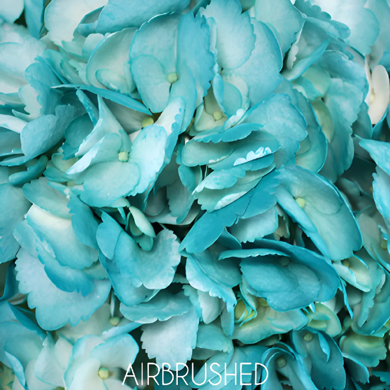 Caribbean Blue Enhanced Hydrangea Flower