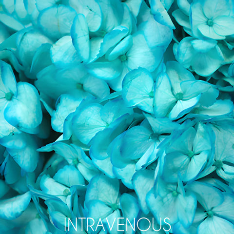 Caribbean Blue Enhanced Hydrangea Flower
