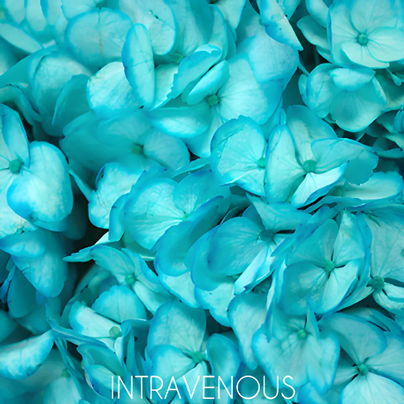 Caribbean Blue Enhanced Hydrangea Flower