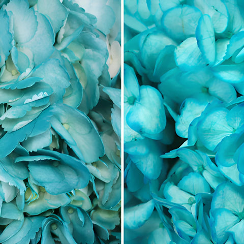 Caribbean Blue Enhanced Hydrangea Flower