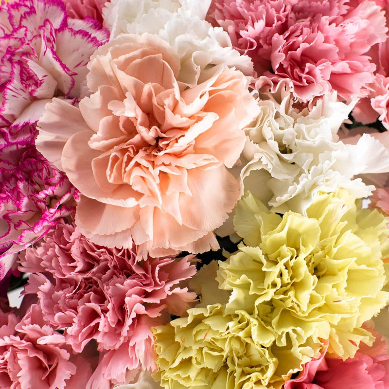 Carnations For Mother's Day Close Up - Image