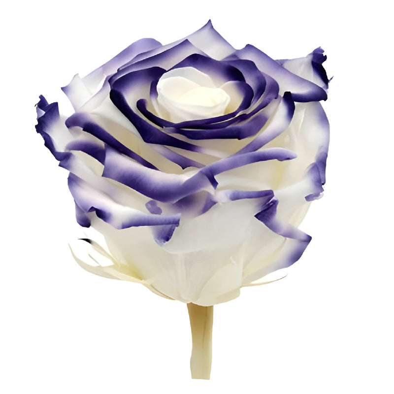 Preserved Cayambe Essence Rose