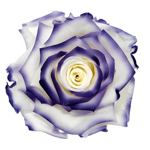 Preserved Cayambe Essence Rose